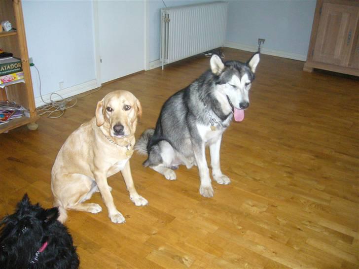 Alaskan malamute CATO *DØD* - hele banden samlet i stuen billede 6