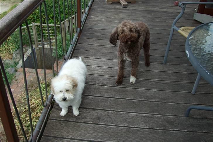 Lagotto romagnolo Mango - Vi er nyklippet billede 10