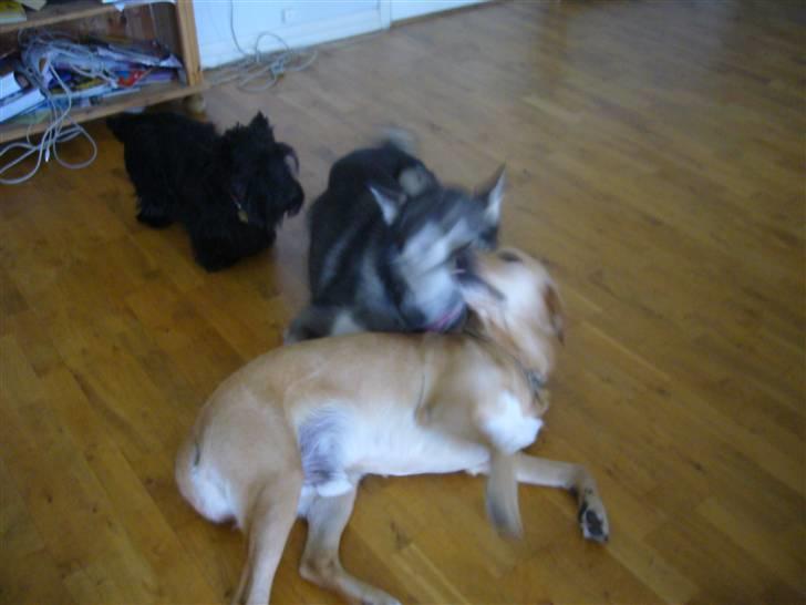 Alaskan malamute CATO *DØD* billede 8