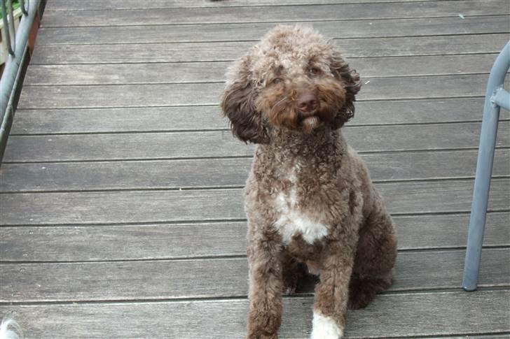 Lagotto romagnolo Mango - Er jeg ikke fin? billede 11