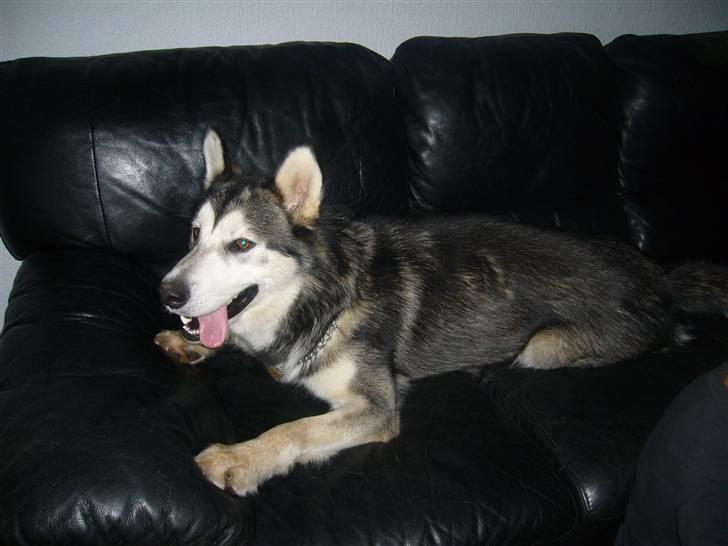 Alaskan malamute CATO *DØD* - Sofaen er nu dejlig billede 9