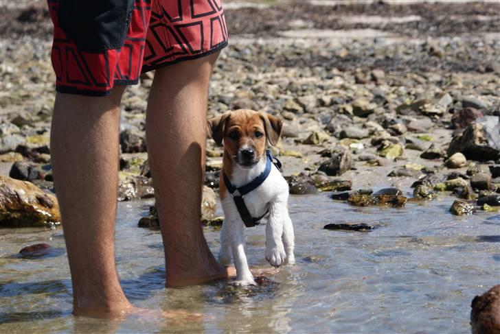 Dansk svensk gaardhund Mailo :) billede 14