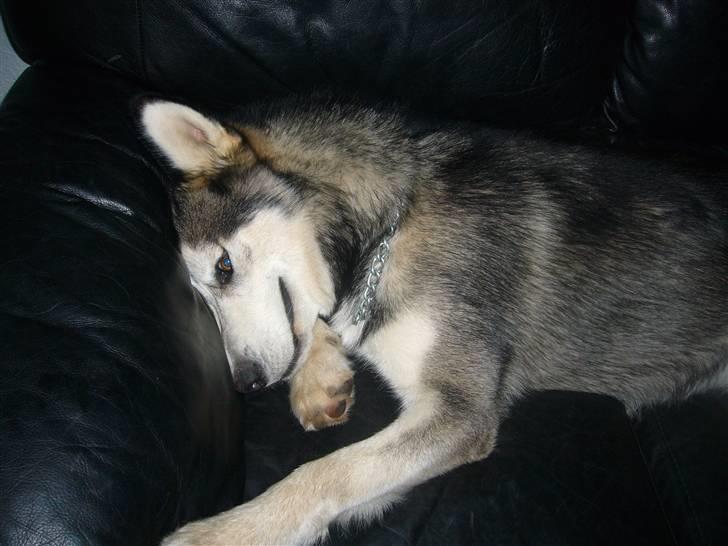 Alaskan malamute CATO *DØD* - det er godt der er en sofa, når man nu er blevet træt billede 10