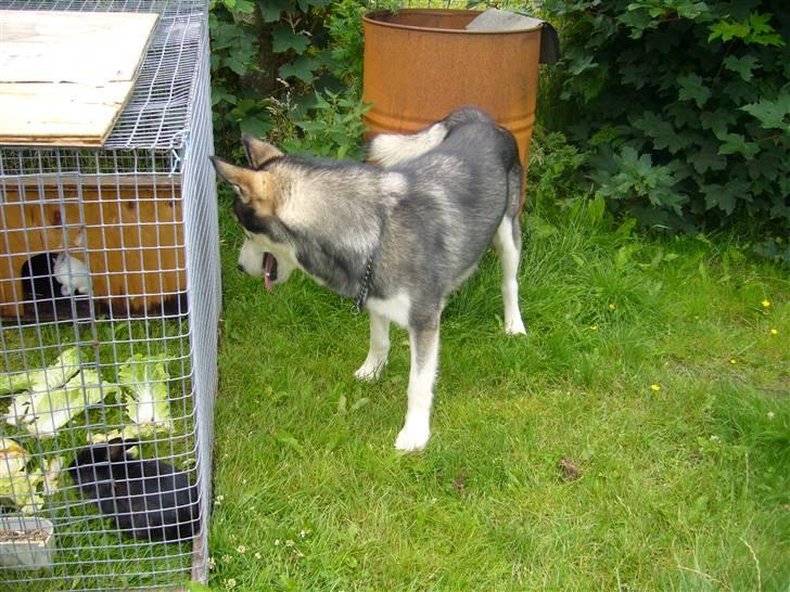 Alaskan malamute CATO *DØD* - UHM.. de kaniner ser nu lækre ud billede 11