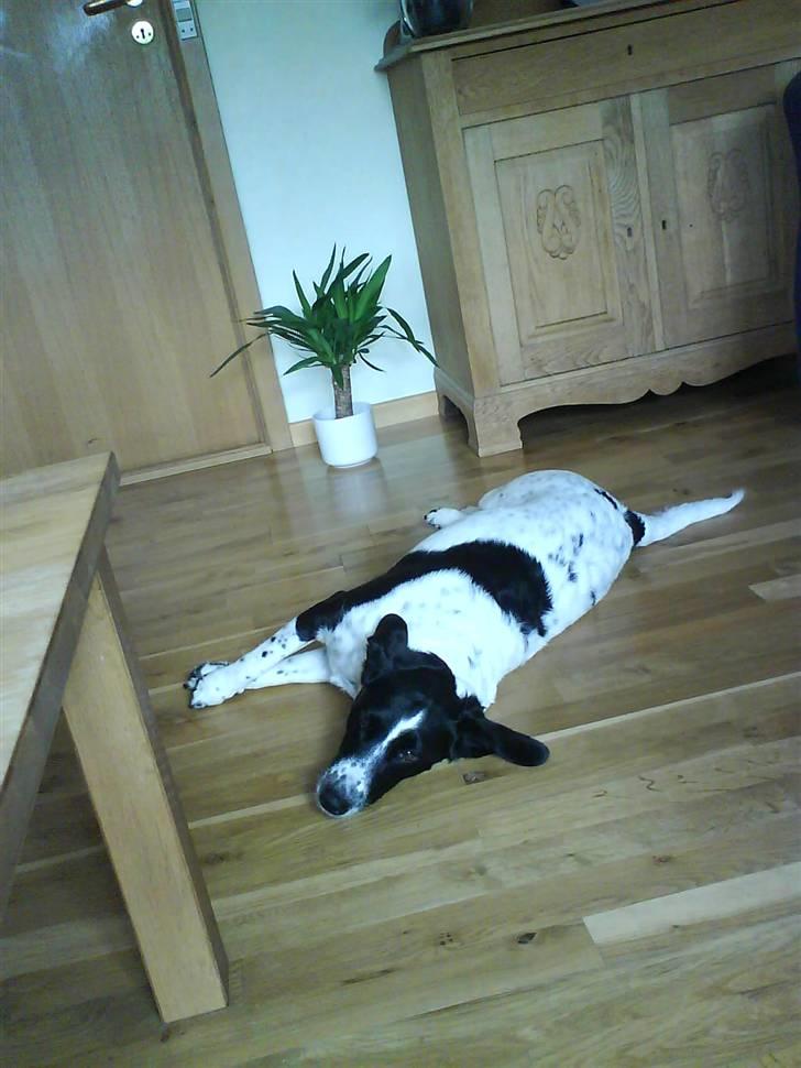 Blanding af racer Trille - Hun er bare så træt.. billede 1