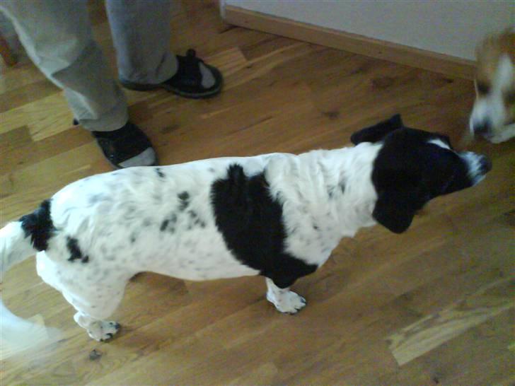 Blanding af racer Trille - Hun står og venter på sin mad... billede 2