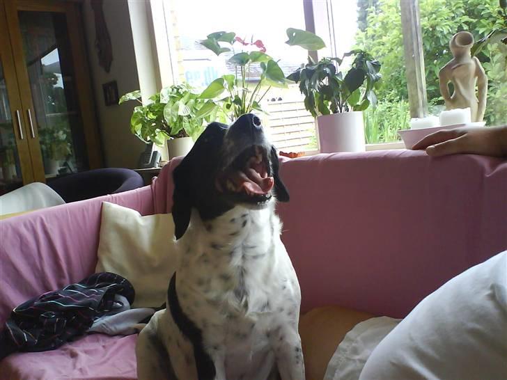 Blanding af racer Trille - hun strækker sig på en ånderlig måde... billede 3