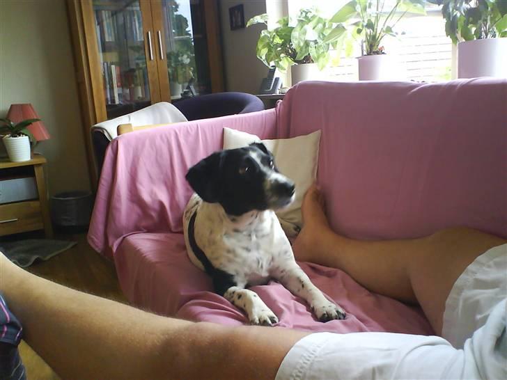 Blanding af racer Trille - Hun venter på og far vil nusse hende... billede 4