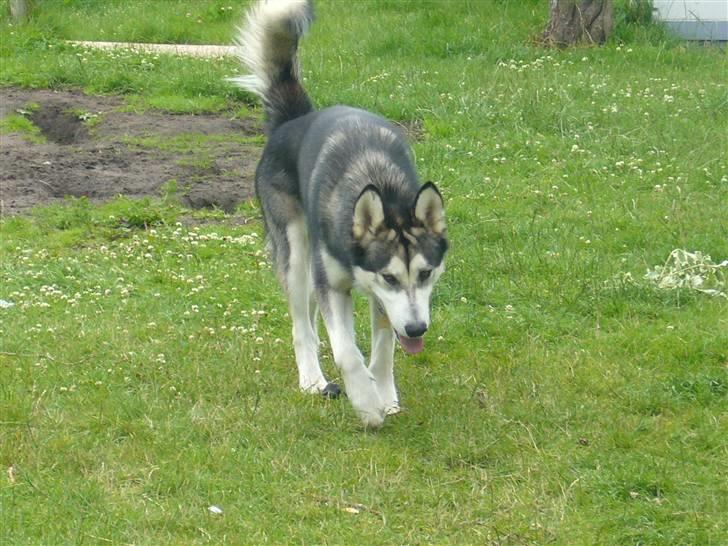 Alaskan malamute CATO *DØD* billede 12