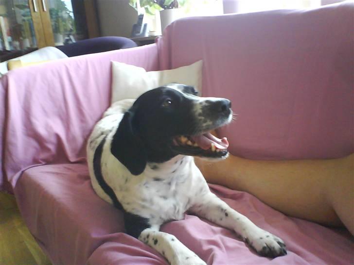 Blanding af racer Trille - Hun elsker hende... billede 5