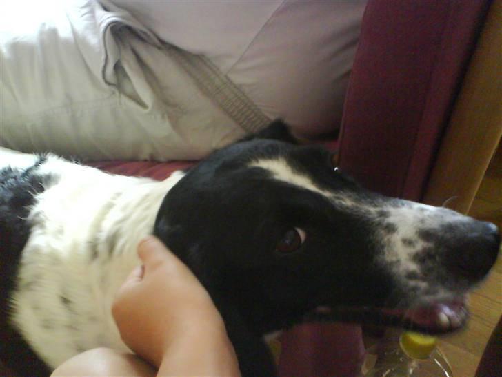 Blanding af racer Trille - Sådan der nu gør han det... billede 6