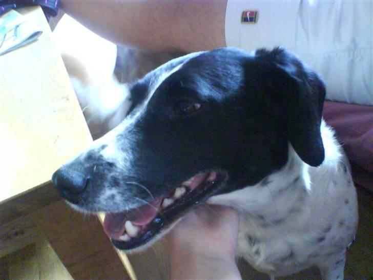 Blanding af racer Trille - Nu vil hun have mig til det... billede 7