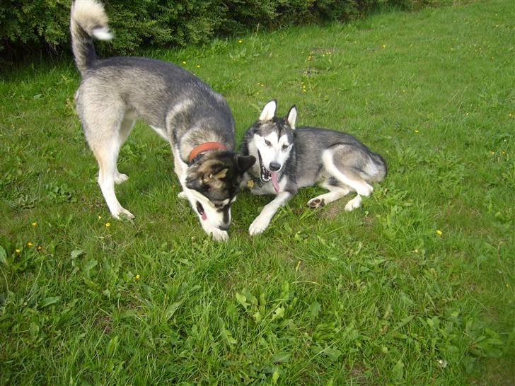 Alaskan malamute CATO *DØD* - På besøg hos min malamute ven Gejst billede 13
