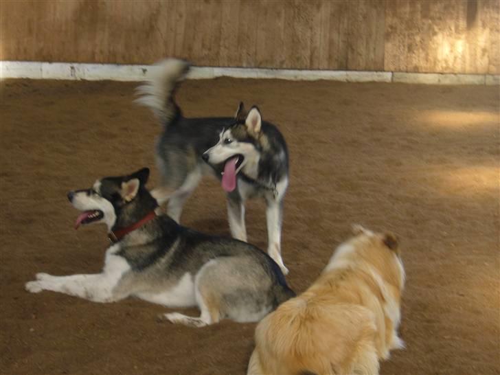 Alaskan malamute CATO *DØD* - Det er altid hyggeligt at besøge gejst på Egebakken hestecenter billede 14