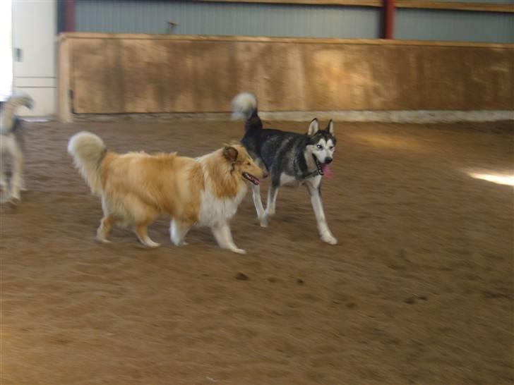 Alaskan malamute CATO *DØD* billede 15