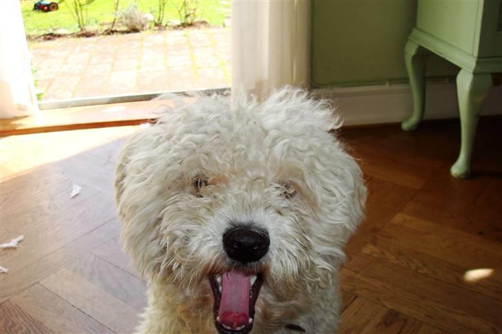 Blanding af racer Billy "Greece" - gaaab! xD billede 2