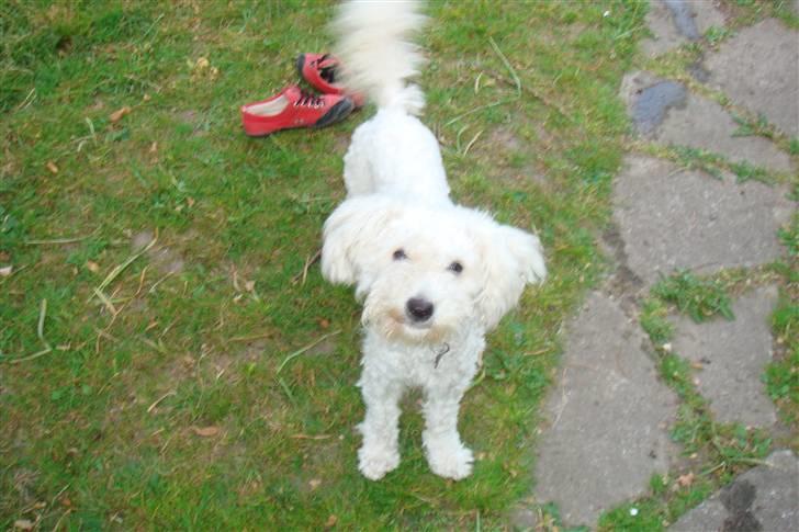 Blanding af racer Billy "Greece" - Når hunden stjæler ens sko... billede 3