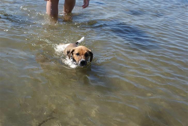 Dansk svensk gaardhund Mailo :) billede 15