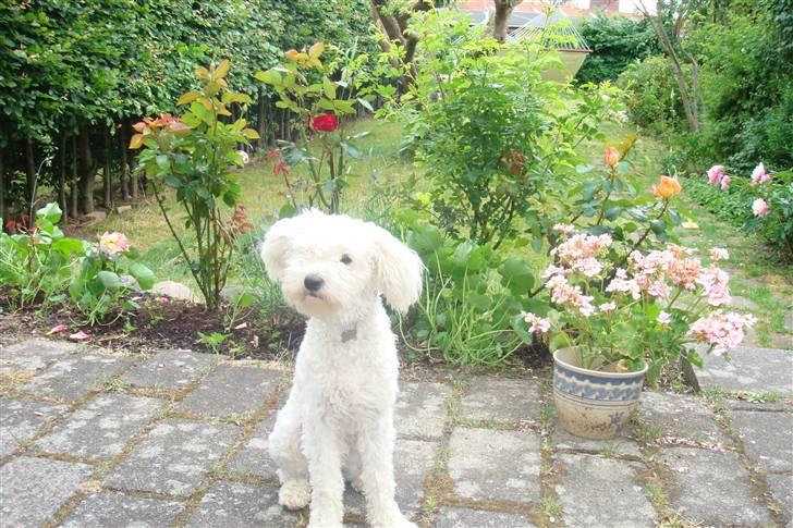 Blanding af racer Billy "Greece" billede 4