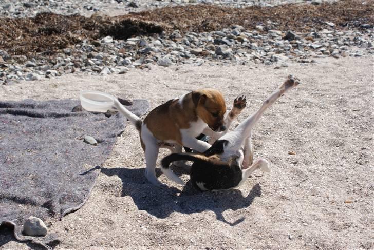 Dansk svensk gaardhund Mailo :) billede 16