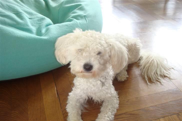 Blanding af racer Billy "Greece" - Billy er fuldkommen opmærksom på kameraet! billede 7