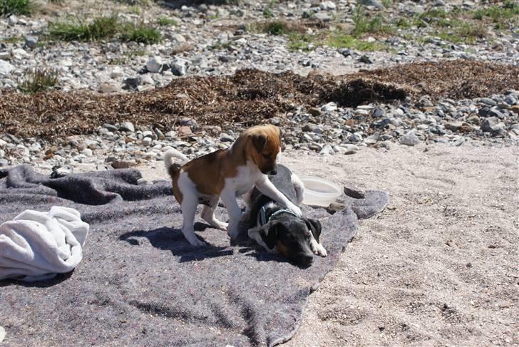 Dansk svensk gaardhund Mailo :) billede 17