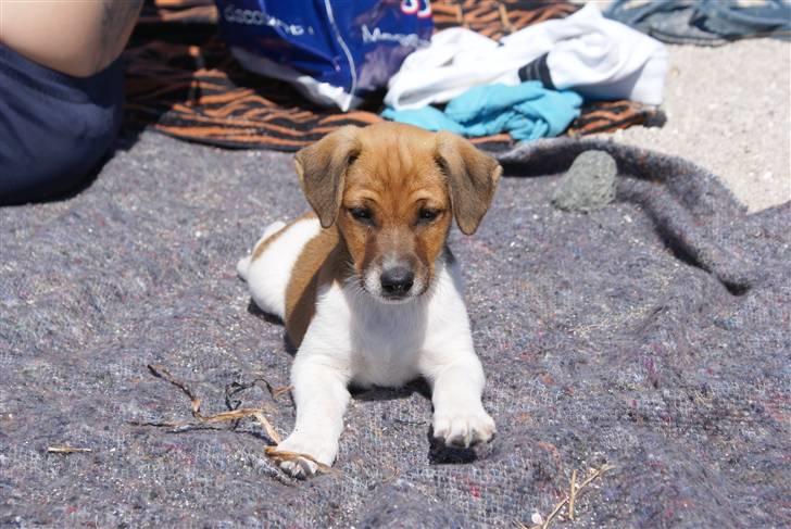 Dansk svensk gaardhund Mailo :) billede 18