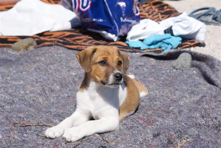 Dansk svensk gaardhund Mailo :) billede 19