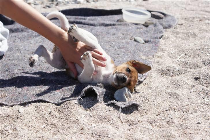 Dansk svensk gaardhund Mailo :) billede 20