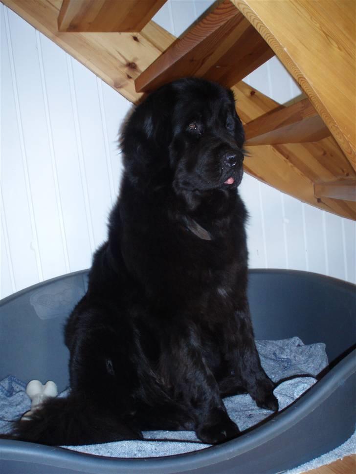 Newfoundlænder Luna (Newettas) - juli 2008 billede 6