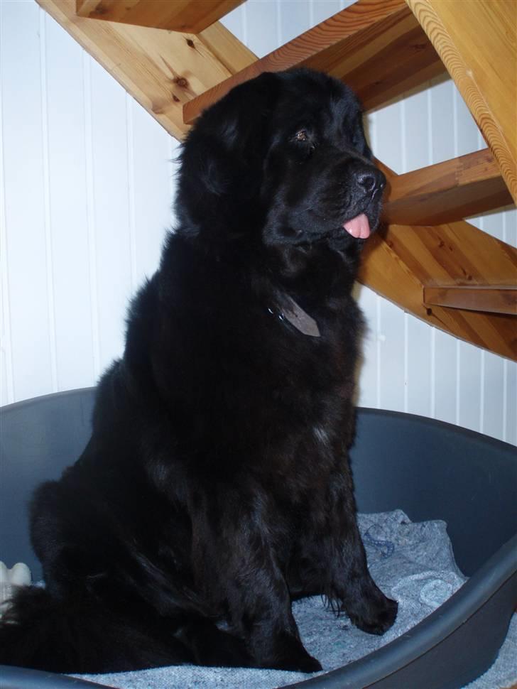 Newfoundlænder Luna (Newettas) - juli 2008 billede 7