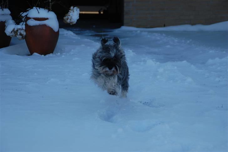 Dvaergschnauzer tulle billede 15