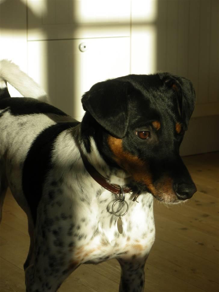 Dansk svensk gaardhund KVIK - velkommen til Kviks profil billede 1