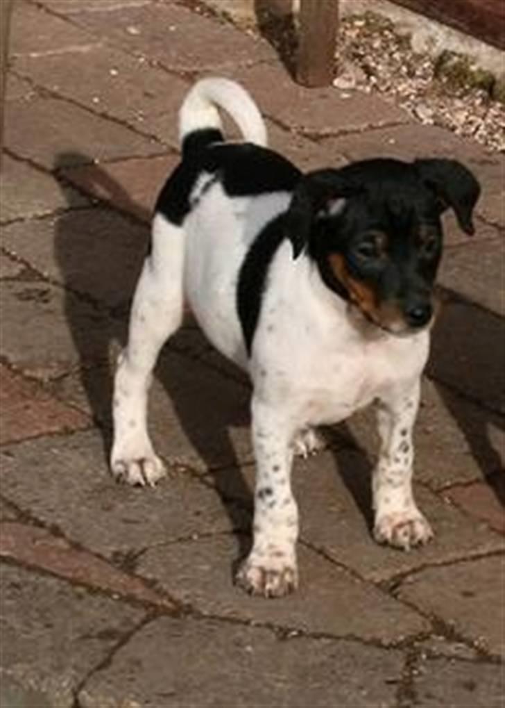 Dansk svensk gaardhund KVIK - kun lige et par uger og er lige så stor sdom en fliser <3 billede 2