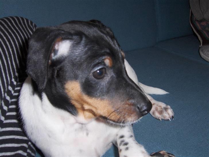 Dansk svensk gaardhund KVIK - lige kommet hjem og bo, første dag vi havde ham :D billede 3