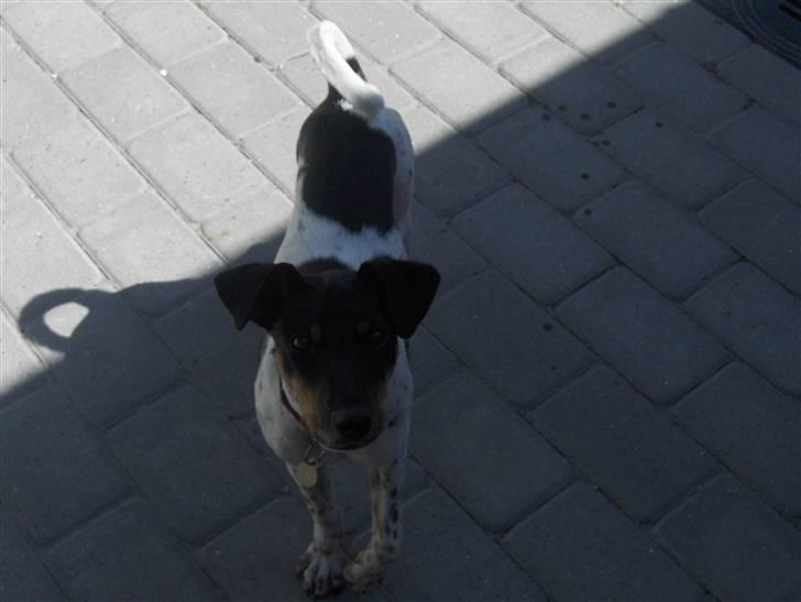 Dansk svensk gaardhund KVIK - her ca. et halvt år gammel :D billede 4