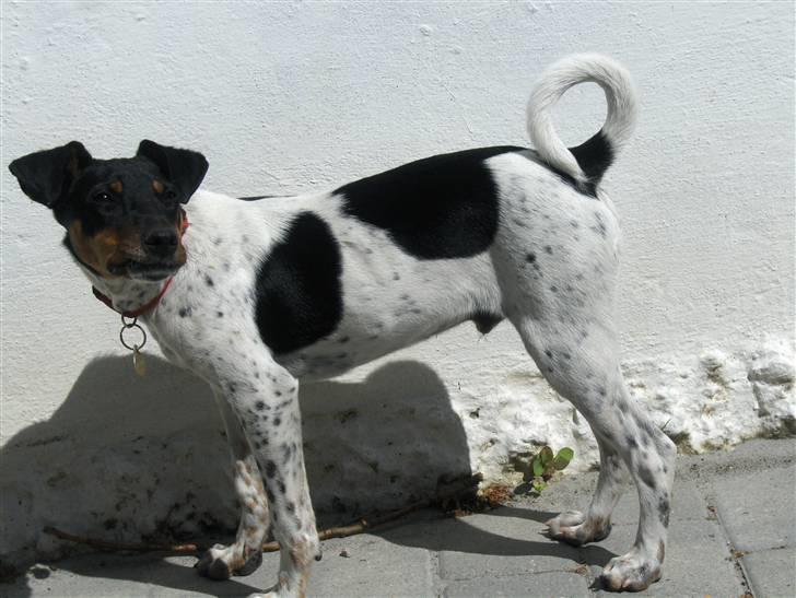 Dansk svensk gaardhund KVIK - foto model  billede 5