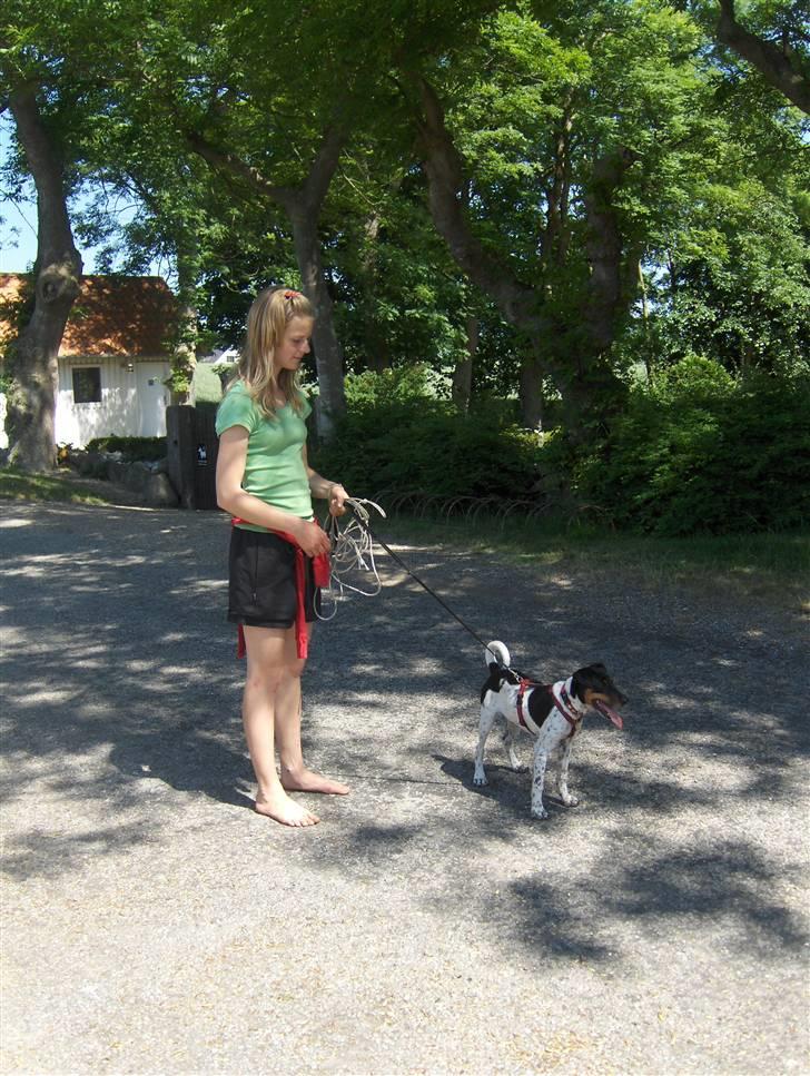 Dansk svensk gaardhund KVIK - på landtur med familien sommer 08 billede 6