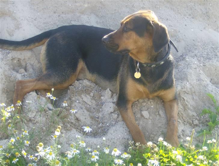 Blanding af racer ozzy billede 11