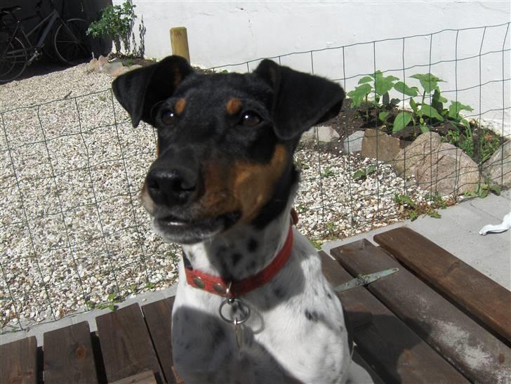 Dansk svensk gaardhund KVIK - såå søød billede 7