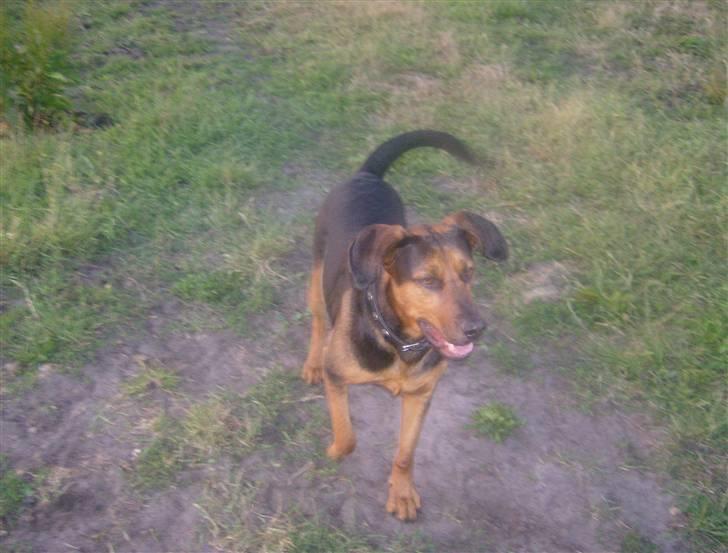 Blanding af racer ozzy billede 12