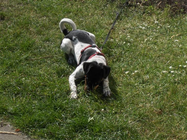 Dansk svensk gaardhund KVIK - lege? <3 billede 8