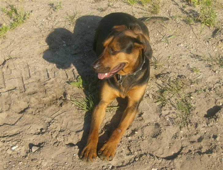 Blanding af racer ozzy billede 13