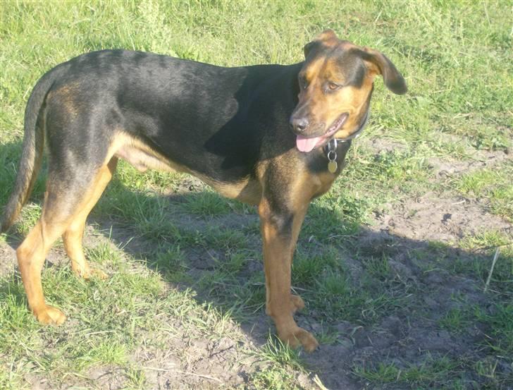 Blanding af racer ozzy billede 14