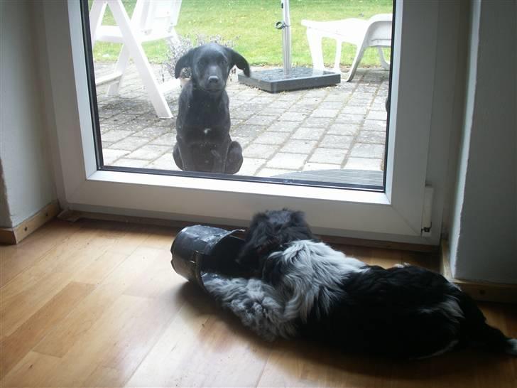 Schapendoes Dicte - Silje blev sendt i haven, da hun blev lidt for vild. Dicte triumferer med urtepotten. billede 7