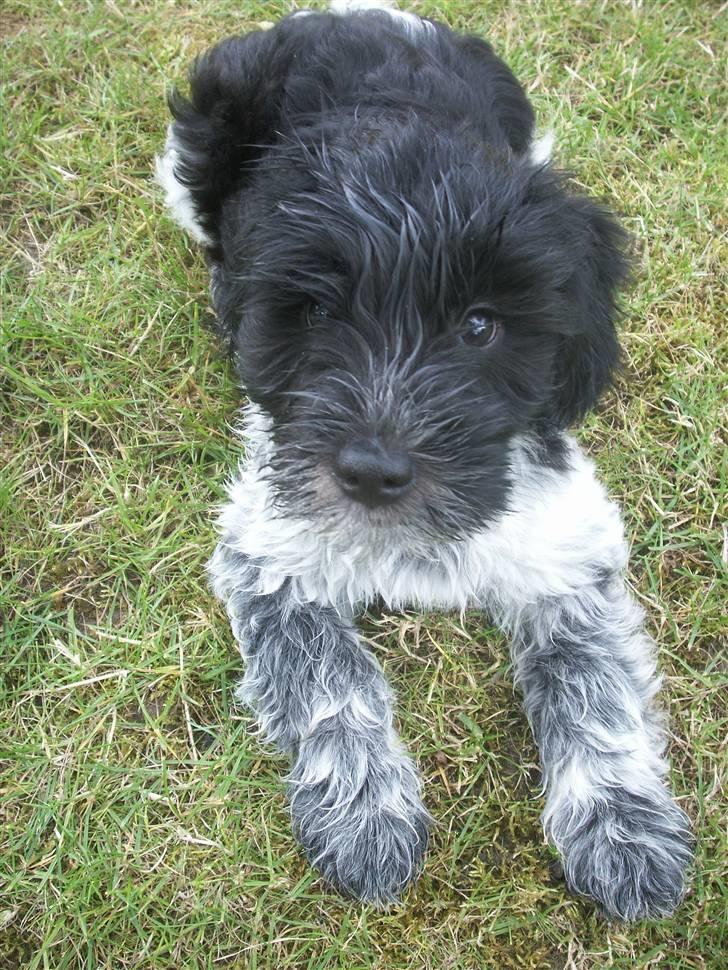 Schapendoes Dicte - Er jeg blevet våd? billede 8