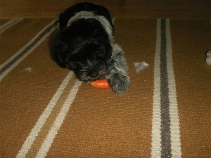 Schapendoes Dicte - mmm, dejligt med en gulerod! billede 10