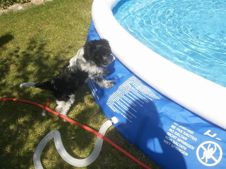 Schapendoes Dicte - Hey, det er da vist en KÆMPE vandskål! billede 13