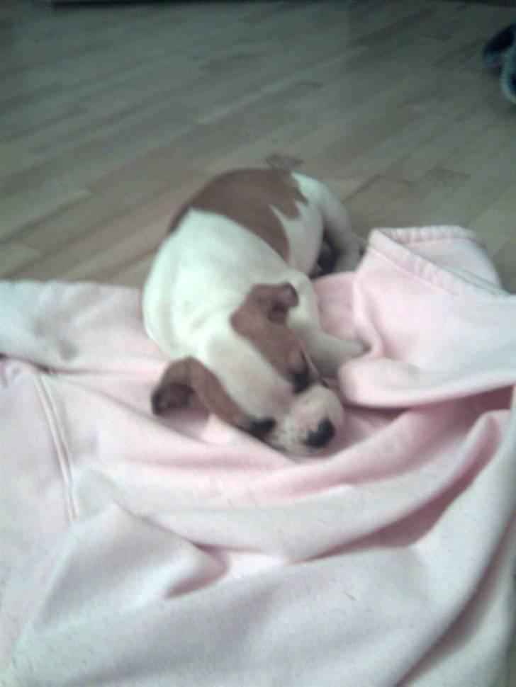 Blanding af racer Gaby billede 7