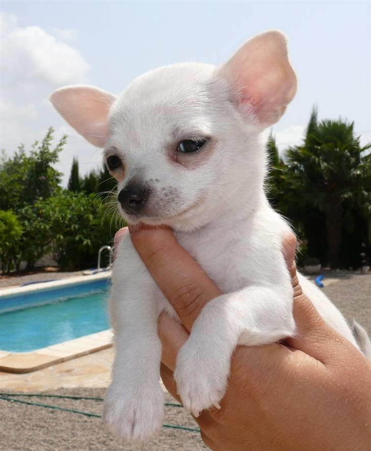 Chihuahua Dolly - Er vi snart færdige? billede 5